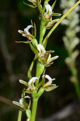 Prasophyllum odoratum