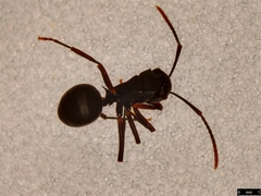 Polyrhachis phryne