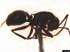 Polyrhachis phryne