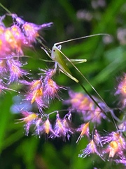 Orthoptera