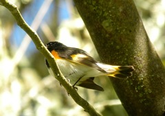 Setophaga ruticilla