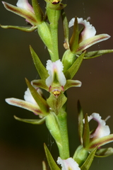 Prasophyllum odoratum