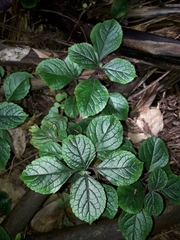 Plectranthus ciliatus