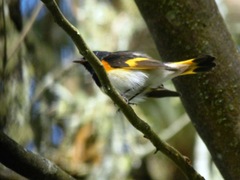 Setophaga ruticilla