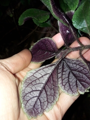 Plectranthus ciliatus