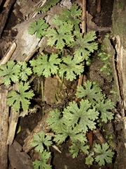 Hydrocotyle dissecta