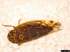 Xestocephalini