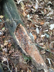 Byssocorticium pulchrum