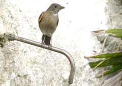 Turdus leucomelas