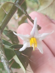 Solanum corifolium
