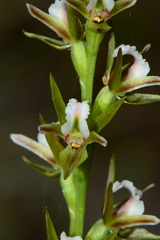 Prasophyllum odoratum