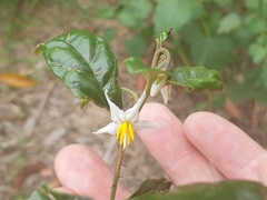 Solanum corifolium
