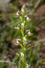 Prasophyllum odoratum