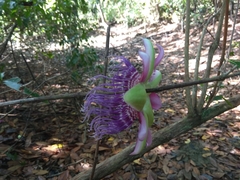 Passiflora quadrangularis