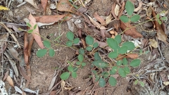 Desmodium rhytidophyllum
