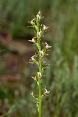Prasophyllum odoratum