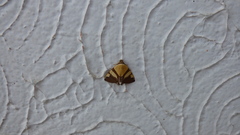 Eulepidotis julianata