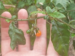 Solanum corifolium