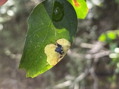 Podiasa chiococcella