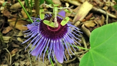 Passiflora amethystina
