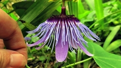Passiflora amethystina