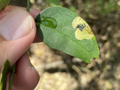 Podiasa chiococcella