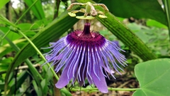 Passiflora amethystina