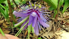 Passiflora amethystina