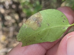 Podiasa chiococcella