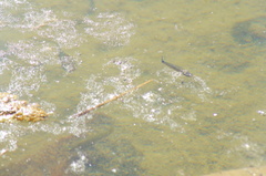 Pseudoxiphophorus bimaculatus