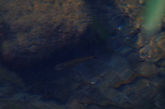 Pseudoxiphophorus bimaculatus