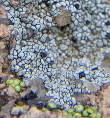 Lecanora oreinoides