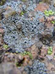 Lecanora oreinoides
