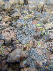 Lecanora oreinoides