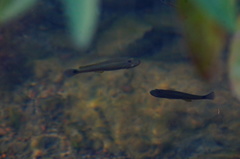 Pseudoxiphophorus bimaculatus