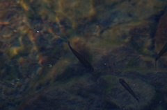 Pseudoxiphophorus bimaculatus