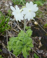 Primula buryana