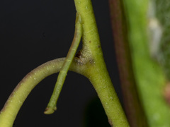 Crypsiphona ocultaria