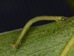 Crypsiphona ocultaria