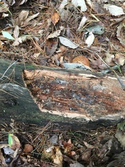 Byssocorticium pulchrum