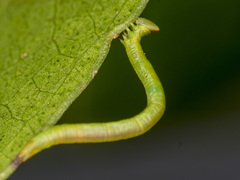 Crypsiphona ocultaria