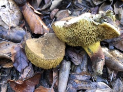 Aureoboletus flaviporus