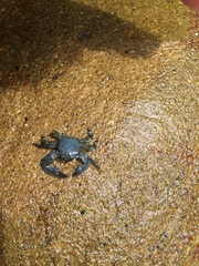 Petrolisthes