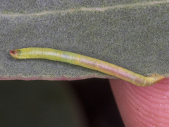 Crypsiphona ocultaria