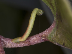 Crypsiphona ocultaria