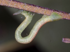 Crypsiphona ocultaria