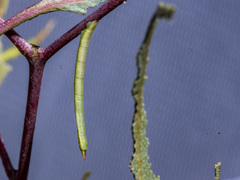 Crypsiphona ocultaria