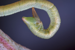 Crypsiphona ocultaria