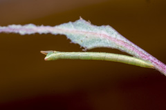 Crypsiphona ocultaria