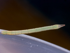 Crypsiphona ocultaria